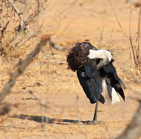 Woolly-necked stork -Timbavati