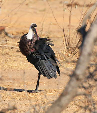 Woolly-necked stork -Timbavati