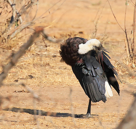 Woolly-necked stork -Timbavati