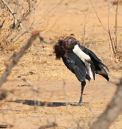 Woolly-necked stork -Timbavati