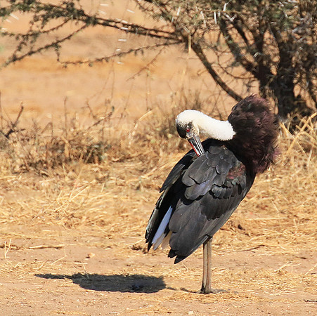 Woolly-necked stork -Timbavati