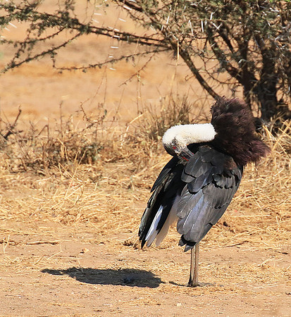 Woolly-necked stork -Timbavati