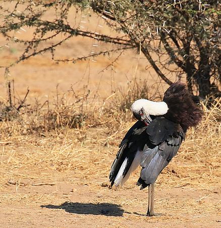 Woolly-necked stork -Timbavati
