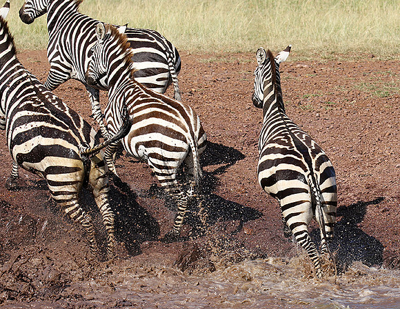 Serengeti - Grumeti Private Reserve