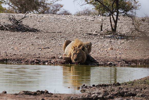 Ongava Private Reserve