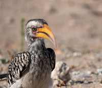 Southern yellow-billed hornbill - Ongava Private Reserve