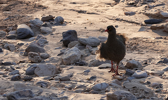Red-billed spurfowl - Hoanib river bed