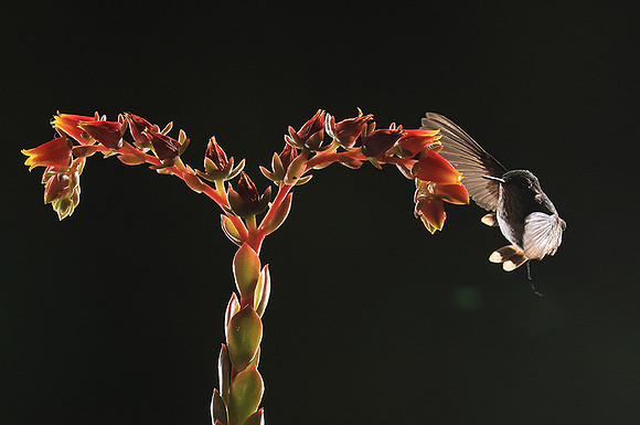 Volcano humming bird