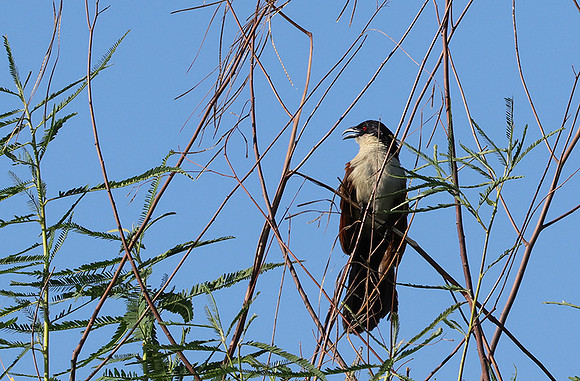 Coppery-tailed coucal - Delta of Okavango