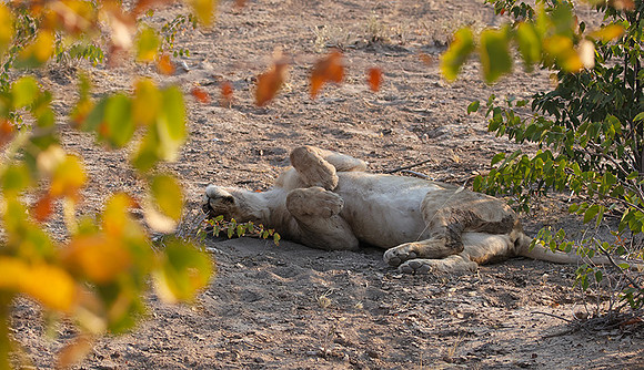 Ongava Private Reserve