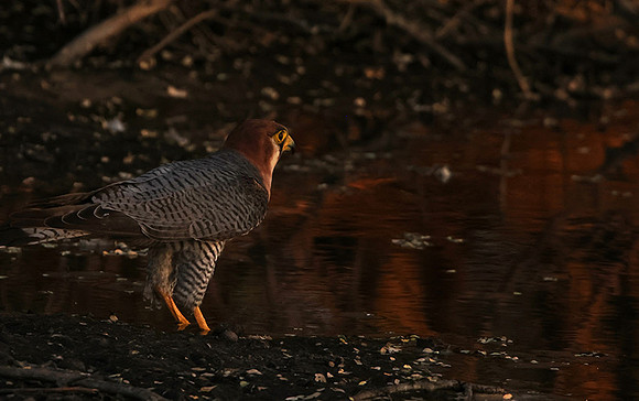 Red-necked falcon - Tau Pan