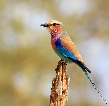 Lilac-breasted roller (Parfuri)