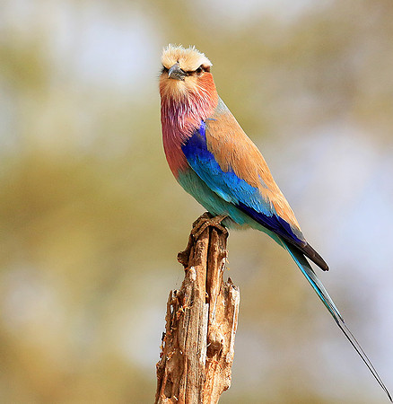 Lilac-breasted roller (Parfuri)