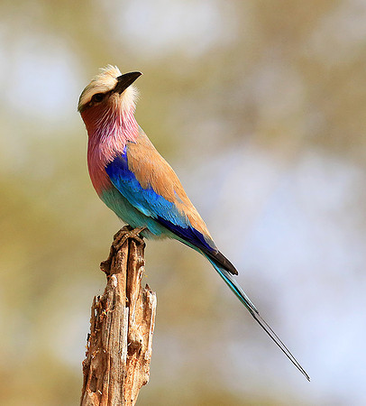Lilac-breasted roller (Parfuri)
