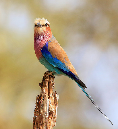 Lilac-breasted roller (Parfuri)