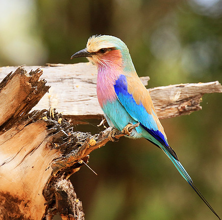 Lilac-breasted roller (Parfuri)