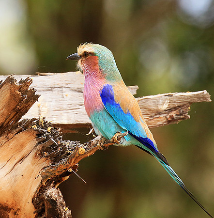 Lilac-breasted roller (Parfuri)