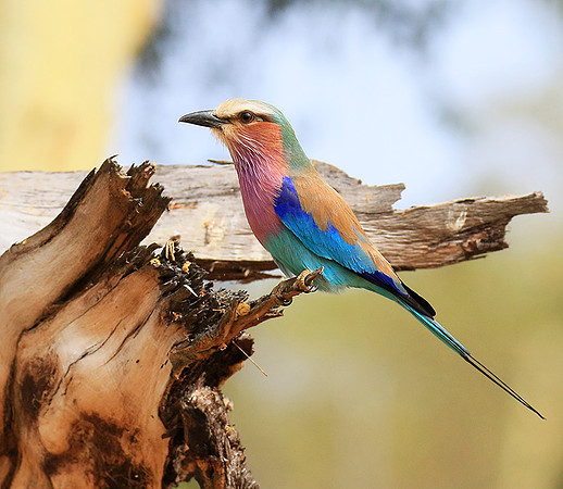 Lilac-breasted roller (Parfuri)