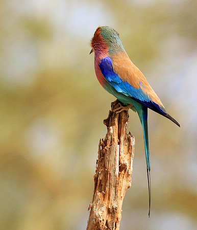 Lilac-breasted roller (Parfuri)