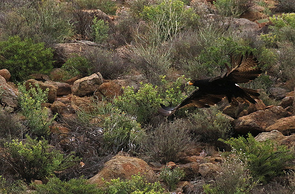 Verreaux's eagle (Macroland)