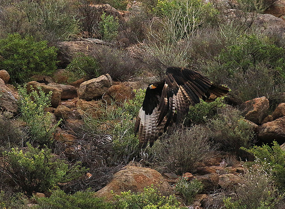 Verreaux's eagle (Macroland)