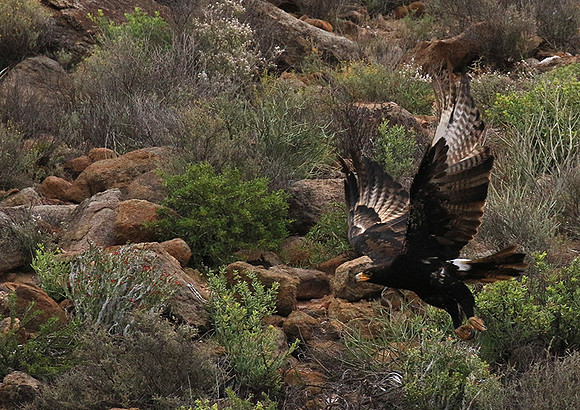 Verreaux's eagle (Macroland)