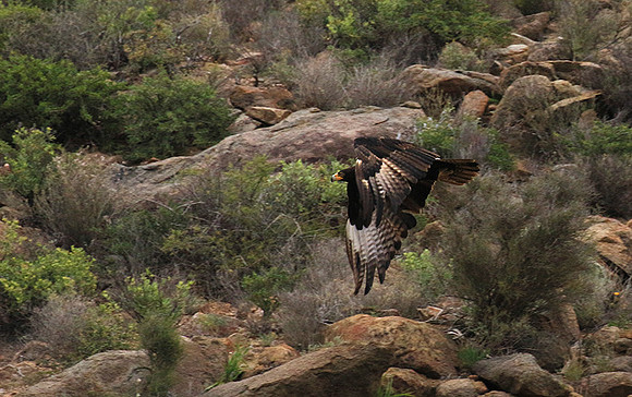 Verreaux's eagle (Macroland)