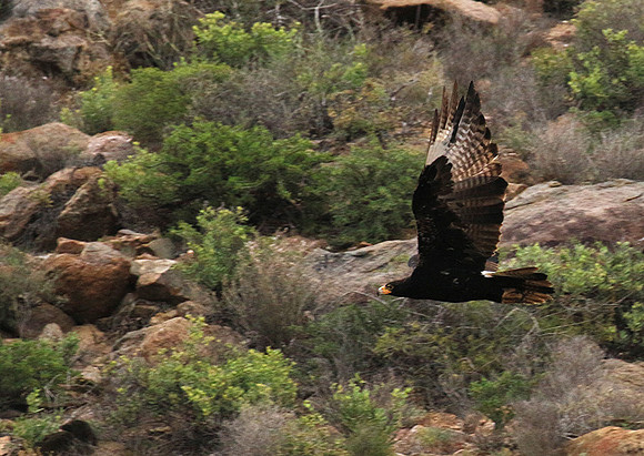 Verreaux's eagle (Macroland)