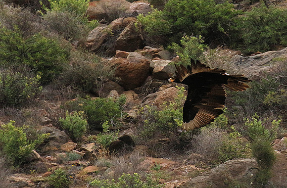 Verreaux's eagle (Macroland)