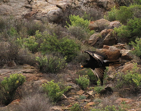 Verreaux's eagle (Macroland)