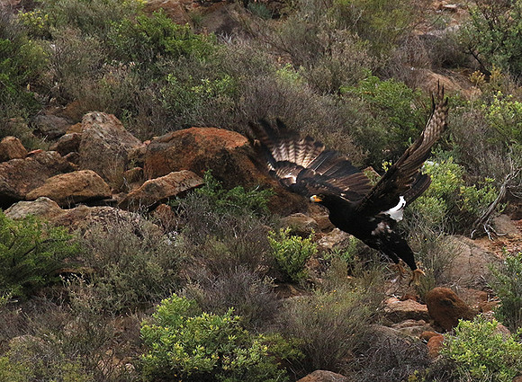 Verreaux's eagle (Macroland)