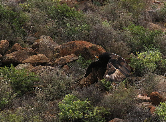 Verreaux's eagle (Macroland)