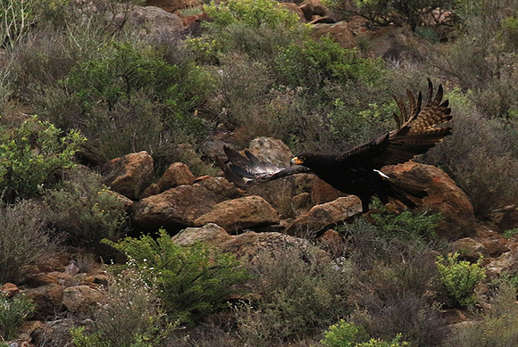 Verreaux's eagle (Macroland)