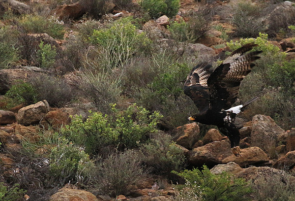 Verreaux's eagle (Macroland)