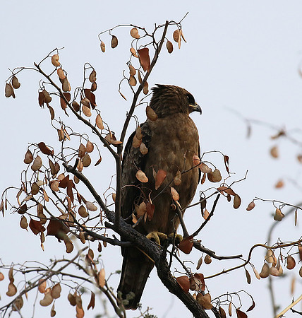 Wahlberg's eagle (Parfuri)