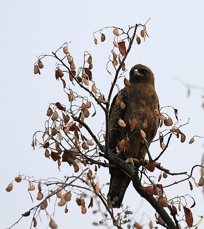 Wahlberg's eagle (Parfuri)