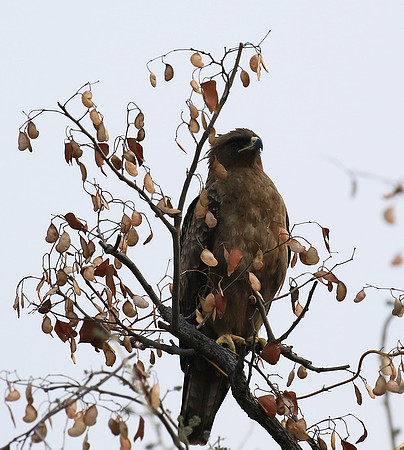 Wahlberg's eagle (Parfuri)