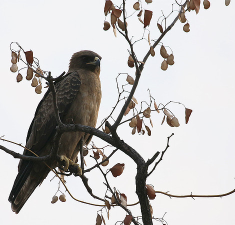 Wahlberg's eagle (Parfuri)