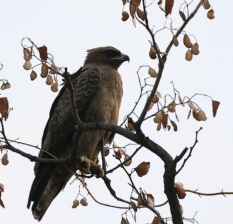 Wahlberg's eagle (Parfuri)