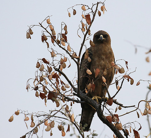 Wahlberg's eagle (Parfuri)
