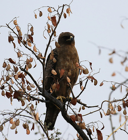 Wahlberg's eagle (Parfuri)
