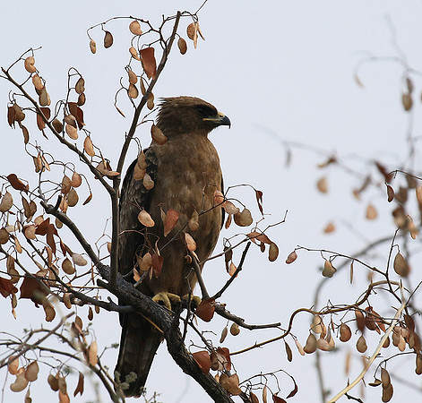 Wahlberg's eagle (Parfuri)