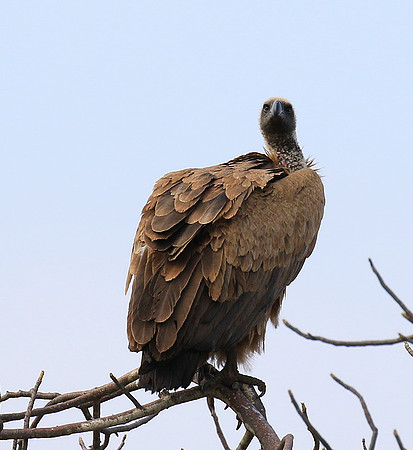 White backed vulture (Parfuri)