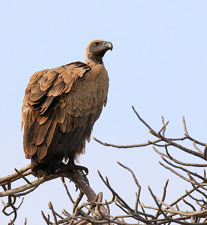 White backed vulture (Parfuri)