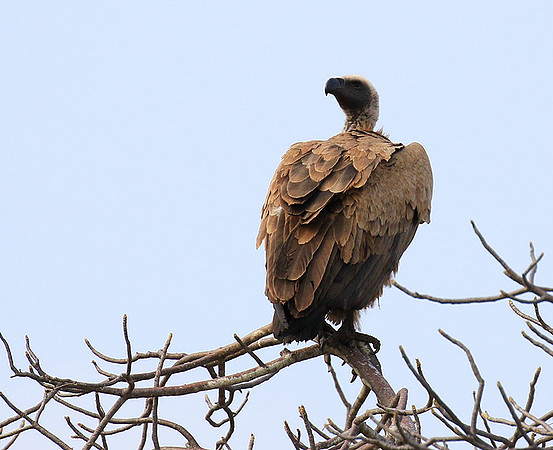 White backed vulture (Parfuri)