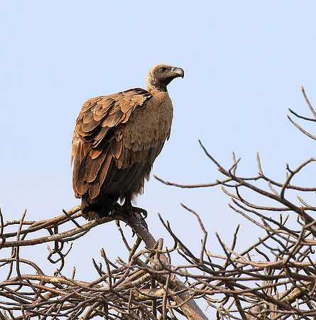 White backed vulture (Parfuri)