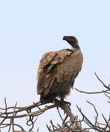 White backed vulture (Parfuri)