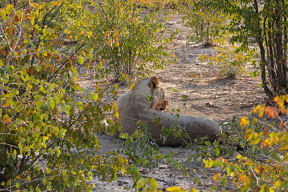Ongava Private Reserve
