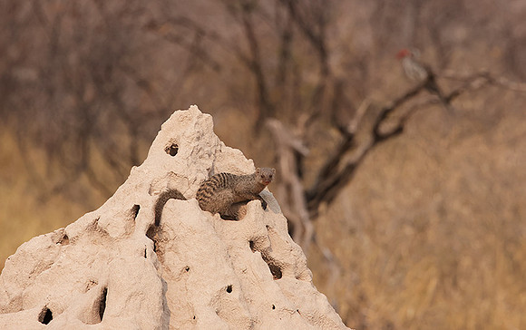 Banded mongoose - Onguma Private Reserve