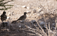 Double-banded courser - Tau Pan